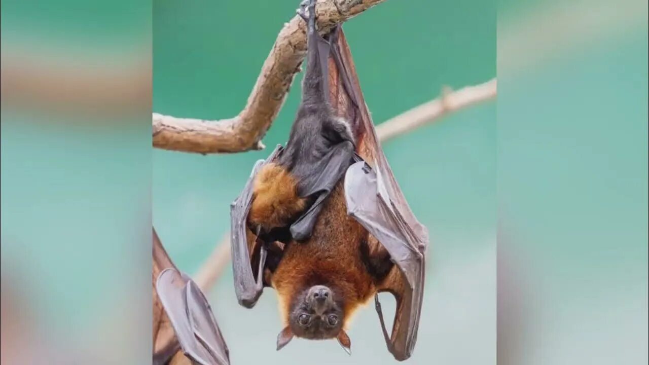 Indian flying fox adopt me. Крылан летучая лисица человек. Indian flying fox adopt me. Индийская летучая лисица фото. Место обитания крыланов.