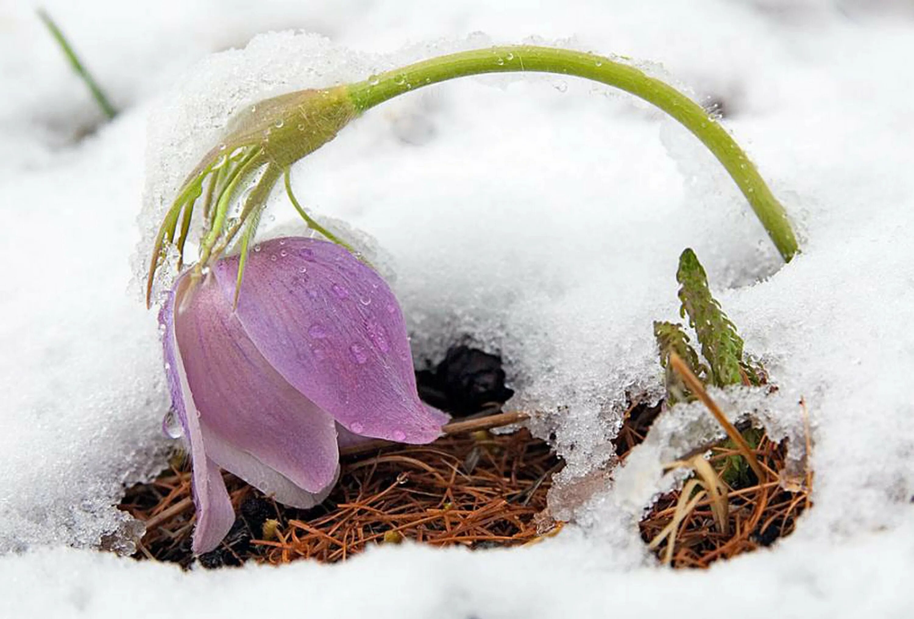 Доброе утро подснежники картинки с надписями. Голубенький чистый Подснежник цветок. Подснежники в снегу. Цветы из под снега.