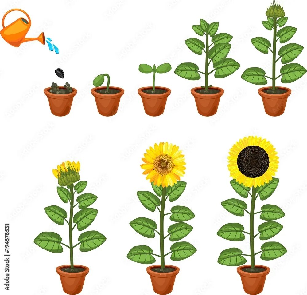 Этапы роста цветка. Этапы роста подсолнечника. Стадии развития цветка для детей. Этапы роста цветов для дошкольников.