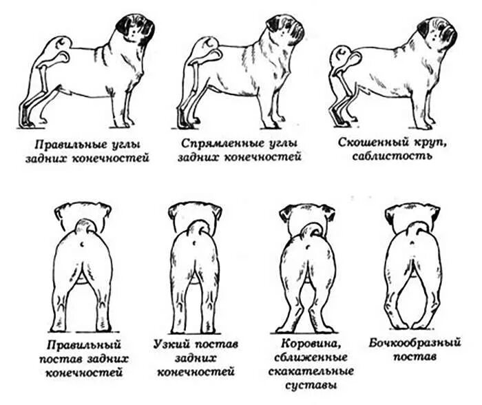 Через сколько месяцев собака. Мопс стандарты породы уши. Постав задних конечностей вид сбоку. Размет лап у щенка Джек Рассел. Мопс стандарт породы.