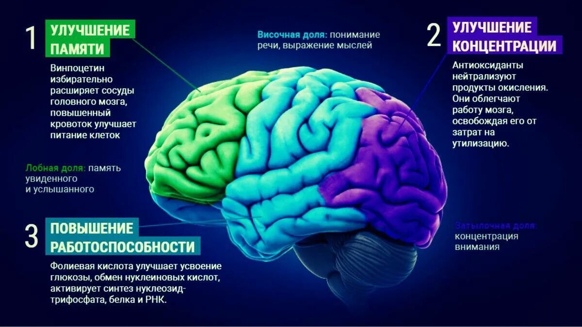 Улучшить память и работу мозга. Для улучшения памяти и работы. Для улучшения памяти и работы мозга. Мозг улучшение памяти. Улучшение памяти в возрасте