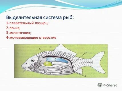 Органы выделения у рыб и земноводных