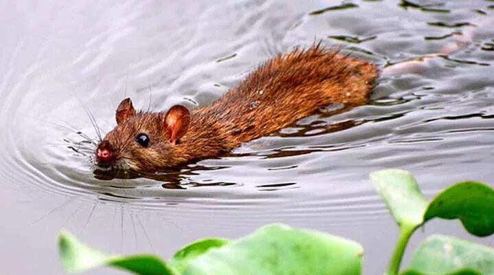 Мышь в воде. Водяная полёвка водяная крыса. Мышь полевка водяная. Мышь полевка плавает. Водяная полевка плывет.