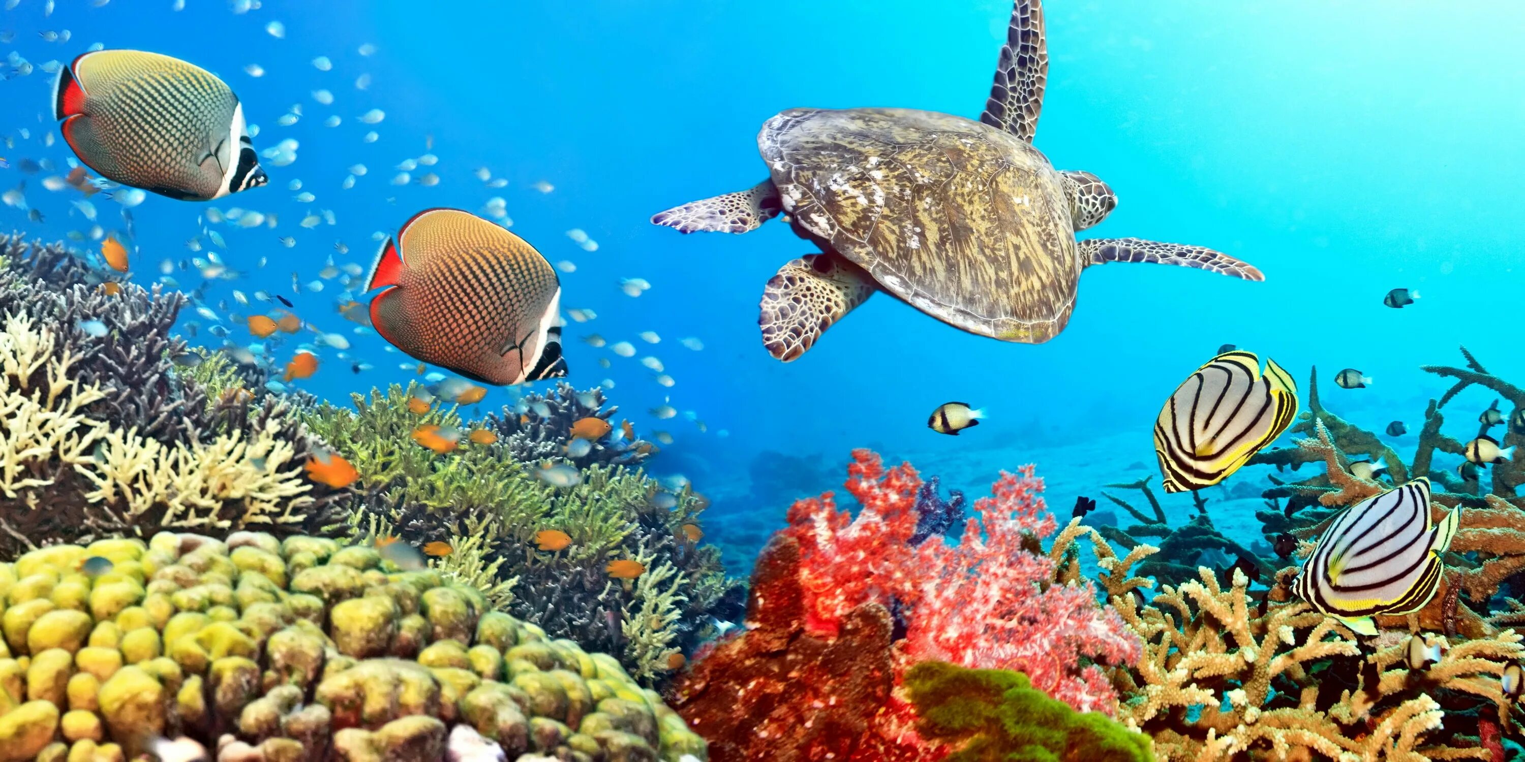 Рифы в океане. Морская черепаха в коралловых рифах. Коралловые рифы красного моря. Живой риф красное море.