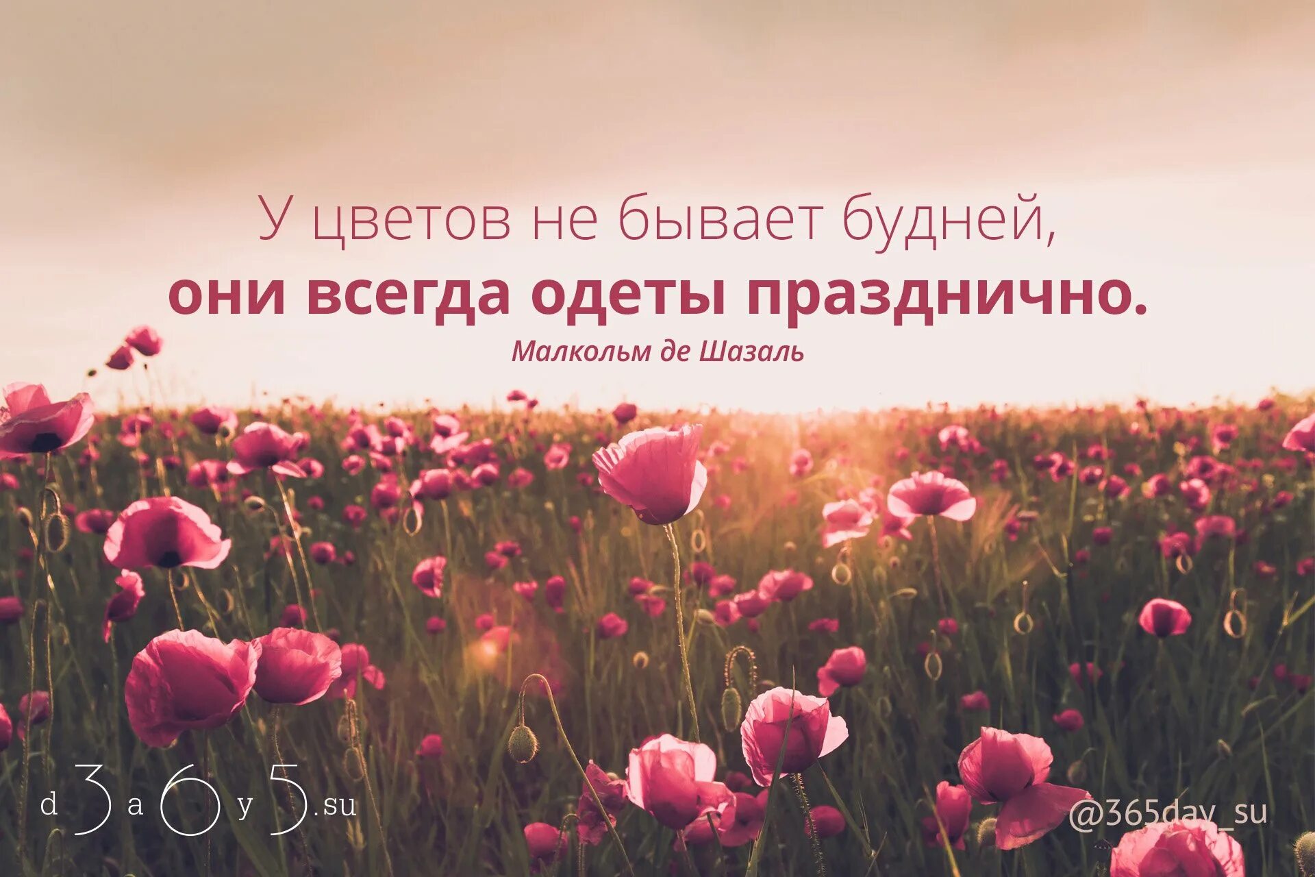 Статусы о цветах