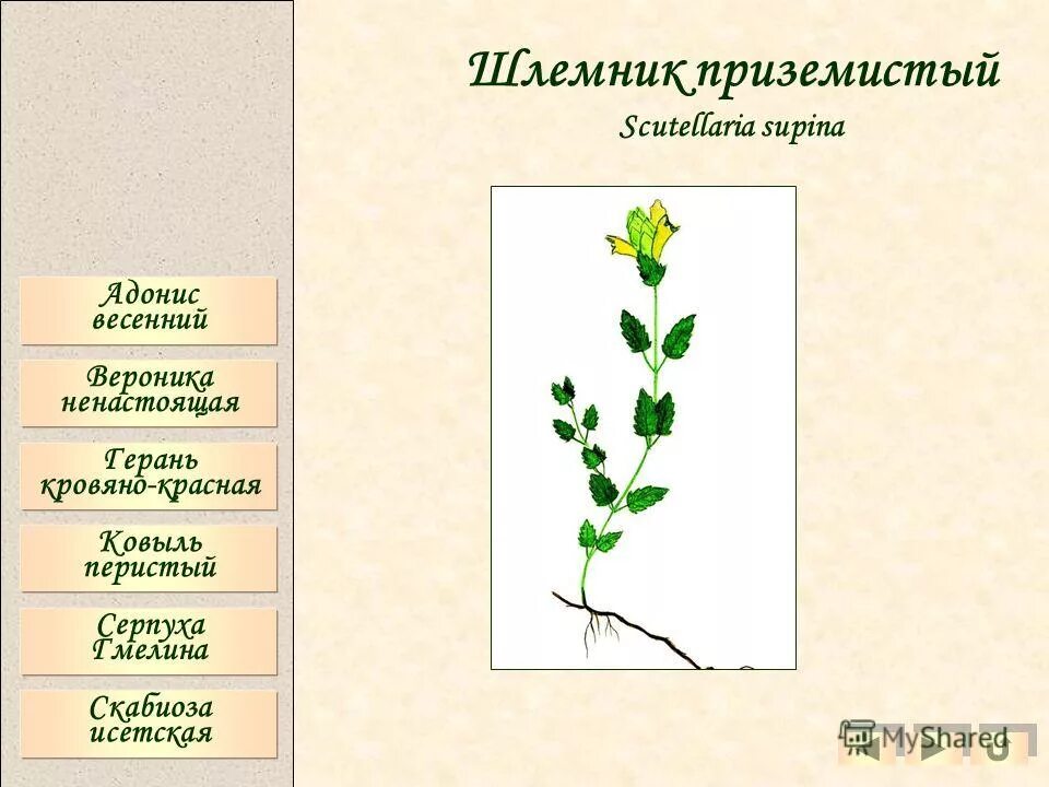 Что значит приземистый. Приземистый значение. Значеник слово приземистый. Приземистый это 4 класс. Приземистый приземистый или.