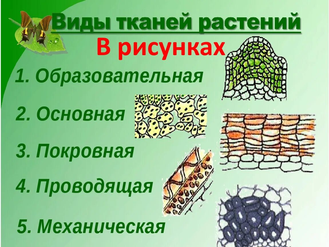 Изображение ткани растений. Ткани растений. Ткани растений 6 класс биология. Ткани растений рисунки. Ткани растений 6 класс.