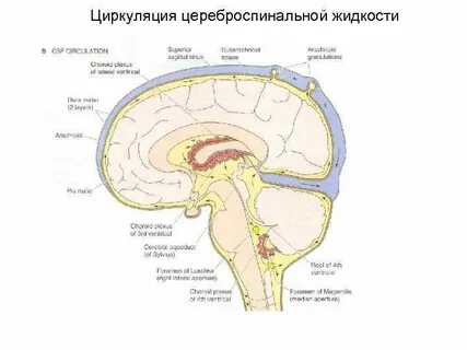 Нервная жидкость