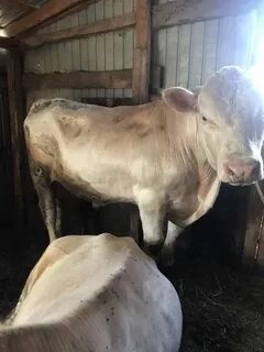 Бык на племя