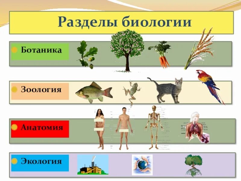 Области науки биологии 5 класс. Разделы биологии. Разделы биологии ботаника и экология. Биология Зоология ботаника. Разделы биологии ботаника, Зоология, экология ,.