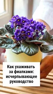 Как ухаживать за фиалками