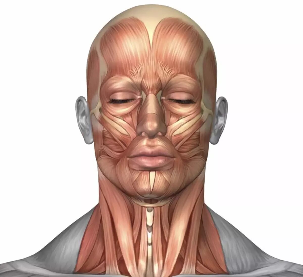 Мимические мышцы лица анатомический атлас. Мимические мышцы лица анатомия. Мышцы лица. Мимические мышцы лица. Мышцы лица.