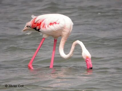 Порно секс азғындық