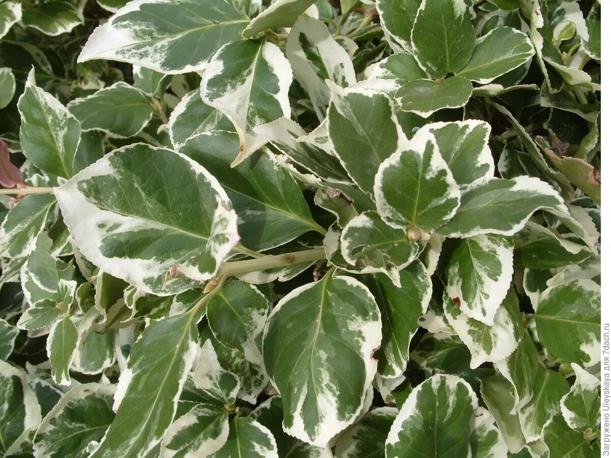 Дерево куст с белыми листьями. Дерен белый элегантиссима листва. Ива цельнолистная hakuro nishiki (хакуро нишики). Дерево куст с белыми листьями. Дерен белоокаймленный.