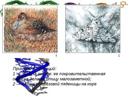 Адаптация ежа