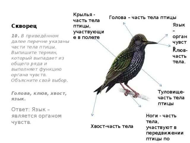 Какому правилу соответствует группа слов звезда скворец. Какому правилу соответствует группа слов звезда скворец