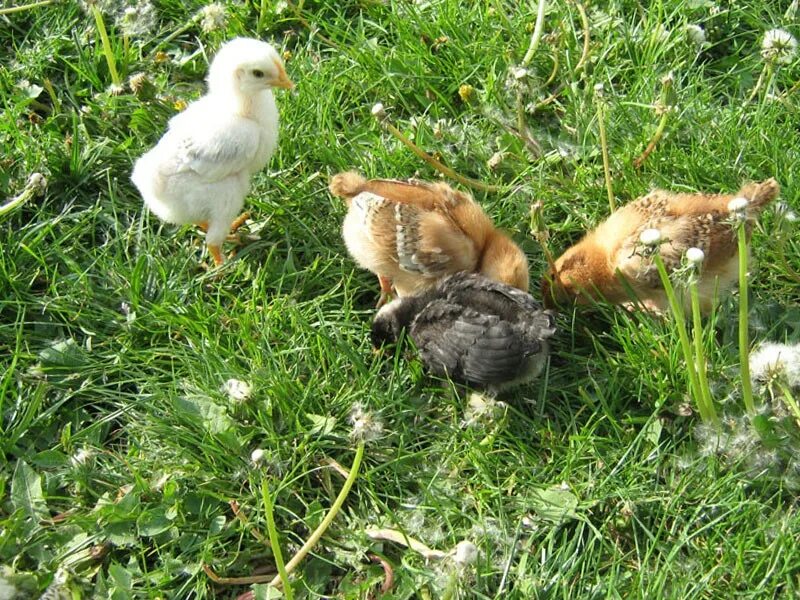 Какую траву можно курам. Цыплята. Цыпленок в траве. Курица на траве. Бройлер на траве.