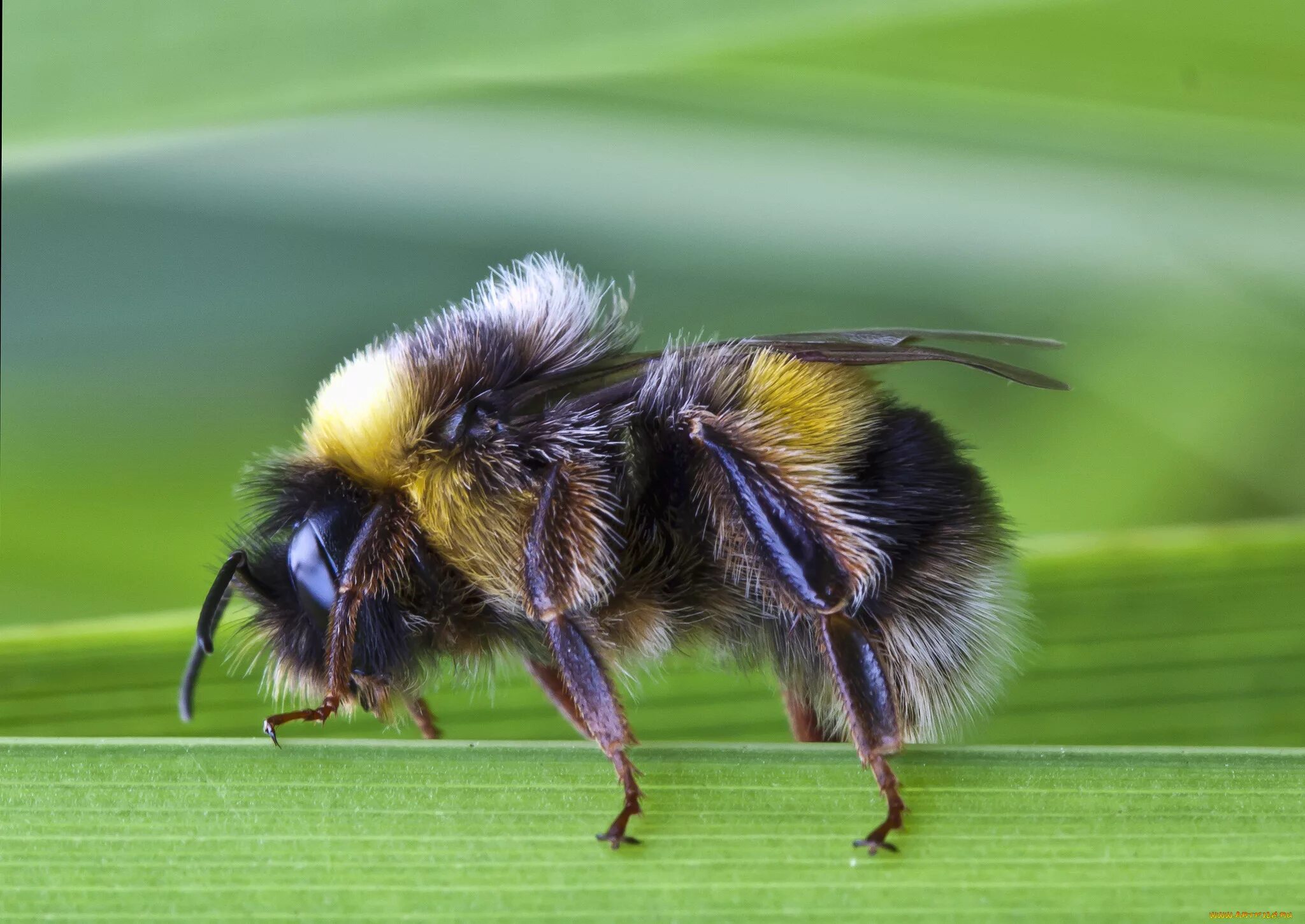 Bombus agrorum. Шмель Bombus pascuorum. Шмель армянский - Bombus armeniacus. Шмель модестус — Bombus Modestus.