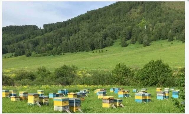Пасека 13 горный алтай. Бирюзовая катунь пасека мёдом в ухо. Пасека в чемале горный алтай. Пасека в чемале горный алтай. Алтай пасека бирюзовая катунь.