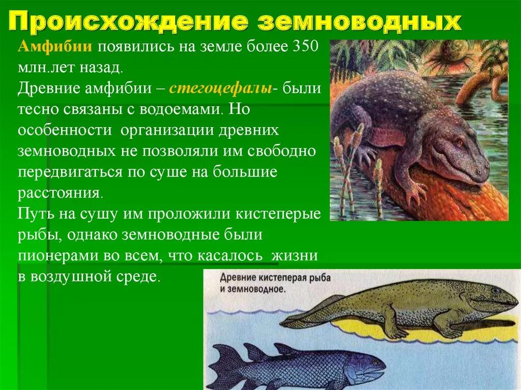 Жизнь на земле зародилась на суше. Древние земноводные стегоцефалы. Происхождение земноводных. Происхождение зе новодных. Прявленип земноводных.