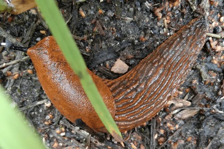 опасны ли слизни. опасны ли слизни. испанские слизни в москве. слизни ядовитые испанские в мо. слизни лузитанские нашествие.