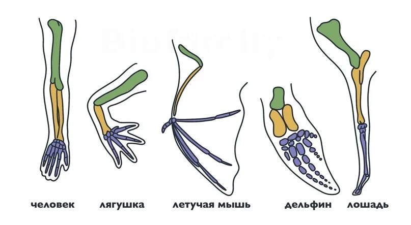 Строение аналогичных органов
