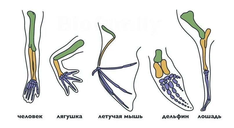 Дивергенция гомологичные и аналогичные. Гомологичные органы у растений и животных. Гомологичные конечности позвоночных. Гомологичные органы доказательства эволюции. Гомологичные органы у животных.