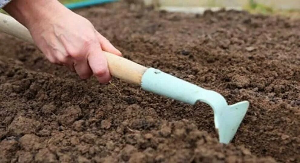 Посеить или посеять. Посев семян в бороздки. Посадка семян в почву. Рыхление почвы. Подготовка почвы для клумбы.