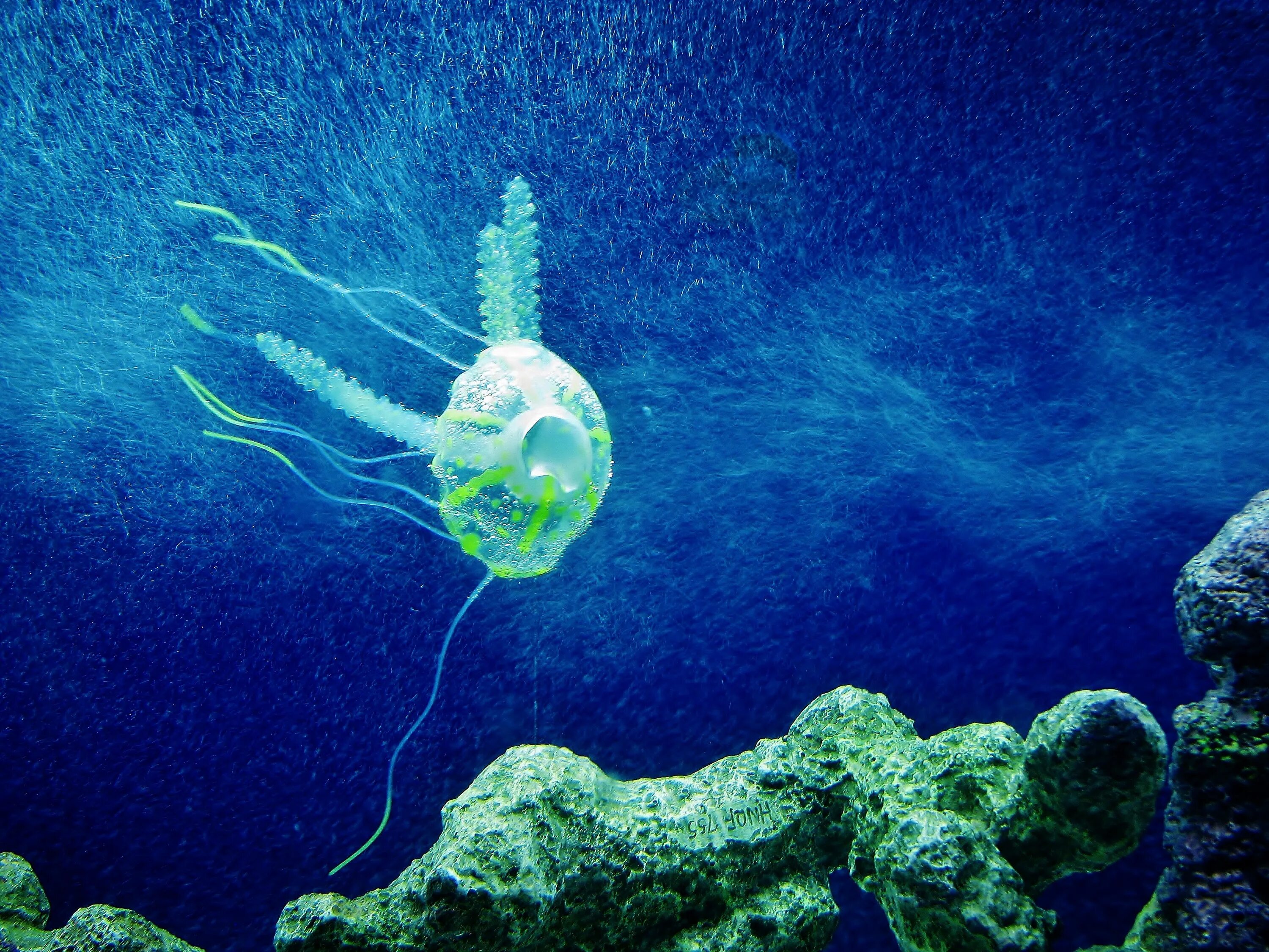 Группа морских организмов на дне океана. Глубоководные медузы. Подводные организмы. Медузы кораллового рифа. Светящиеся морские организмы.