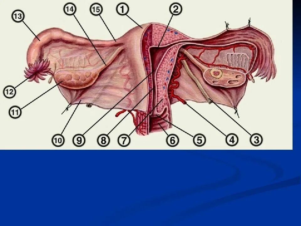 Связочный аппарат яичника. Яичник маточная труба и матка. Внутреннее строение матки анатомия. Матка анатомия связки матки. 10 женских органов