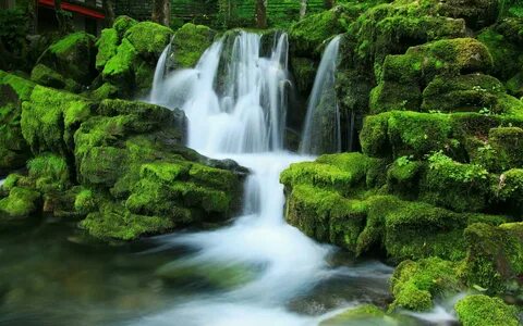 Бесплатные живые картинки природа