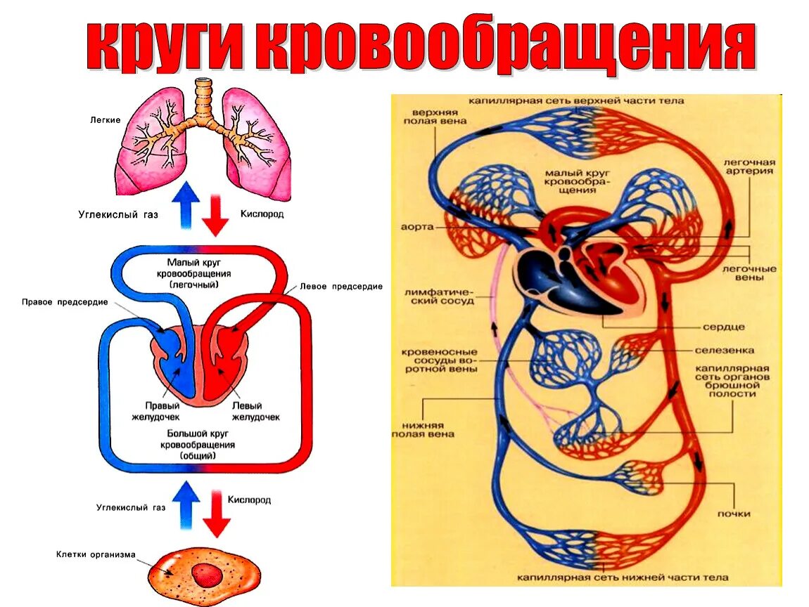 Средний круг кровообращения. Круги крови кровообращения схема. Кровеносная система малый и большой круг. Большой и малый круг кровообращения схема. Малый круг кровообращения анатомия человека.