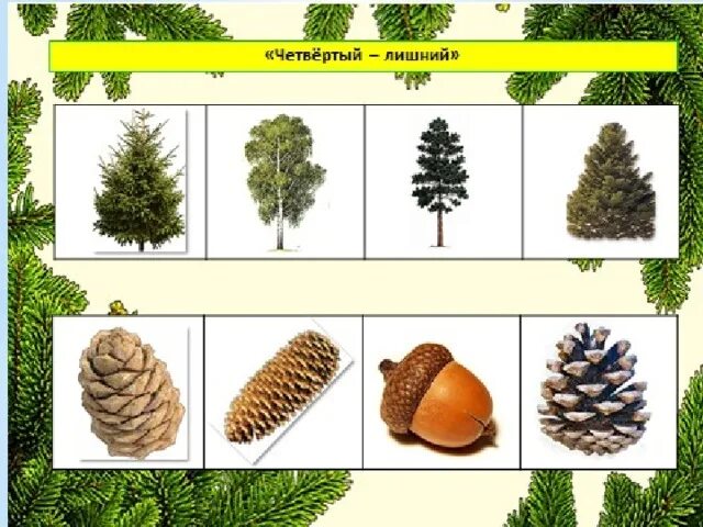 Хвойные деревья для детей. Деревья для дошкольников. О хвойных деревьях дошколятам. Хвойные деревья для дошкольников. Тема деревья в подготовительной группе