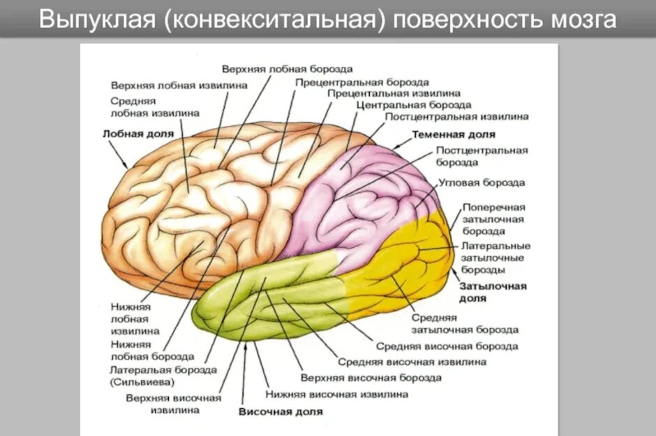 Лобный отдел функция. Доли,борозды, извилины полушарий головного мозга. Строение полушарий головного мозга доли борозды извилины. Доли борозды и извилины больших полушарий анатомия.