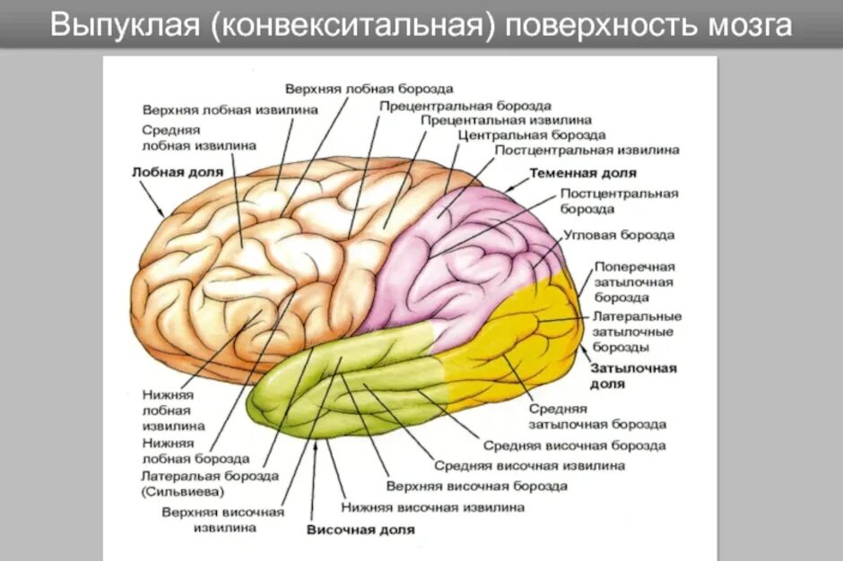 Отделы извилин головного мозга. Строение полушарий головного мозга доли борозды извилины. извилины лобной доли анатомия. полушария головного мозга: доли, борозды и извилины.. анатомия коры головного мозга доли борозды извилины.