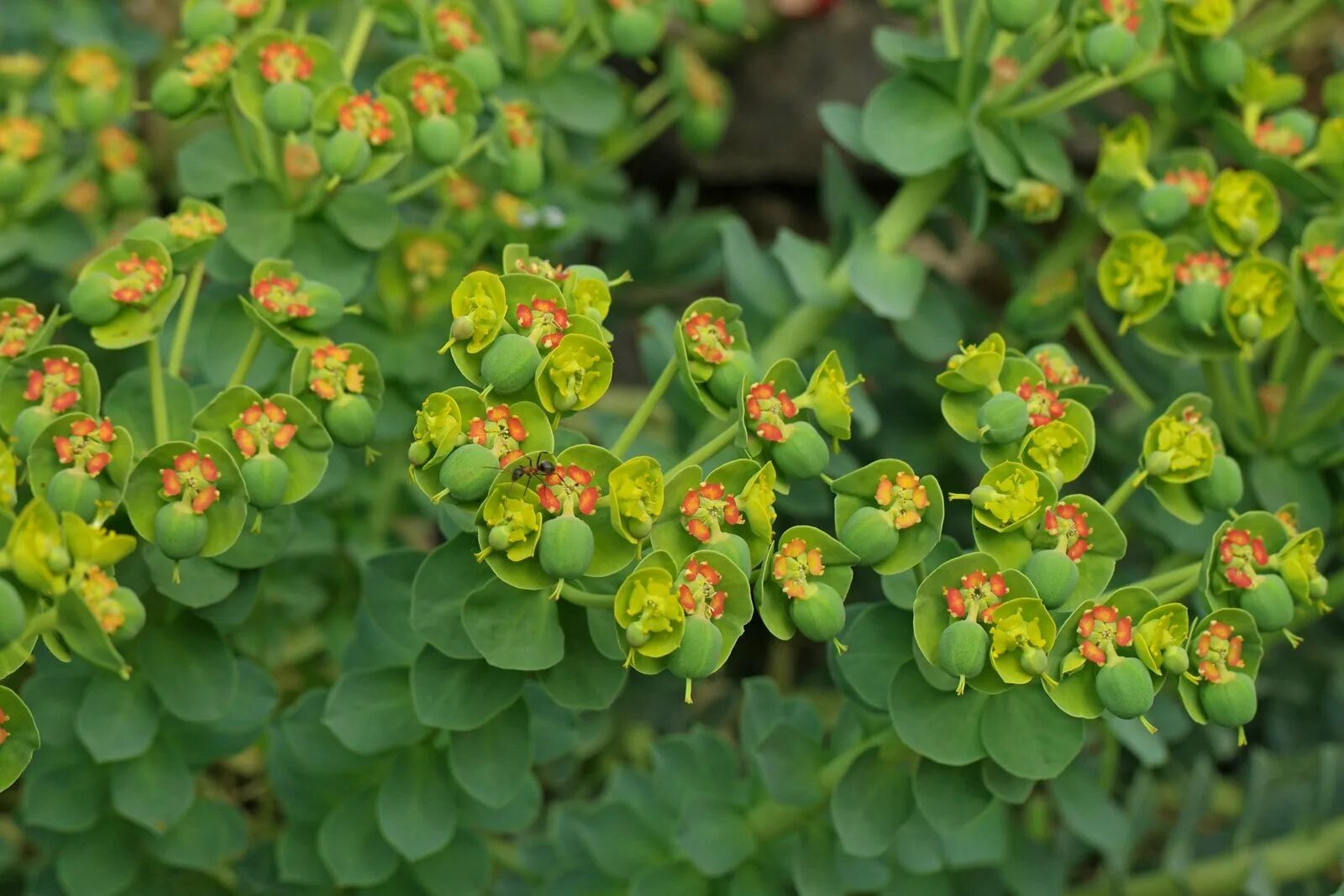 Euphorbia myrsinites. Молочай мавританский. Молочай смолоносный. Молочай (Euphorbia).