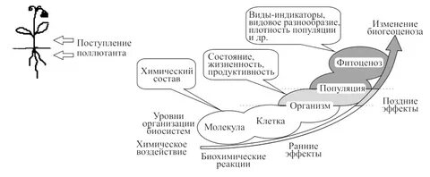 4 уровни биологической организации