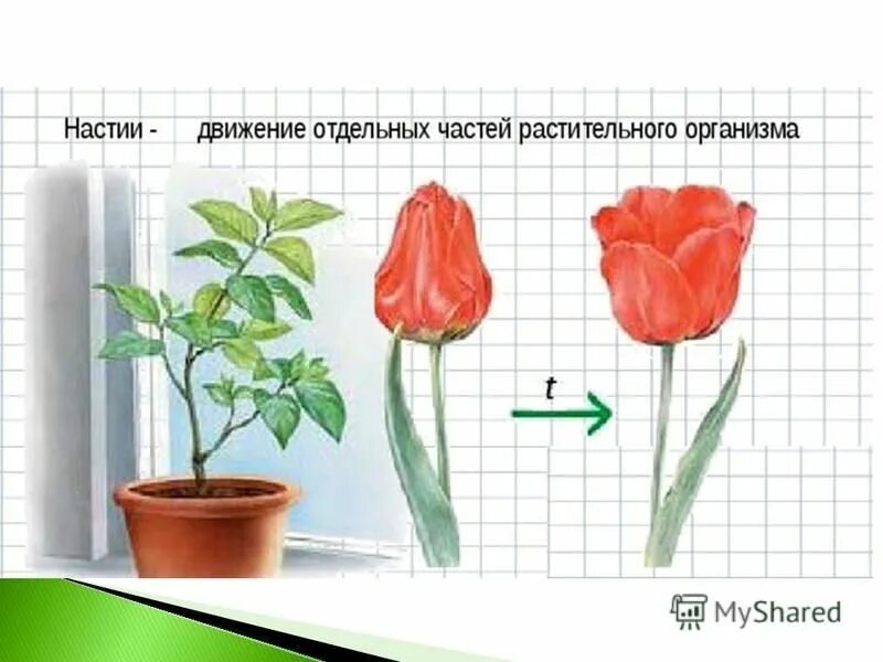 В изображенном на рисунке опыте тюльпан. Движение растений. Настии. Виды движения растений. Тропизмы и настии у растений.