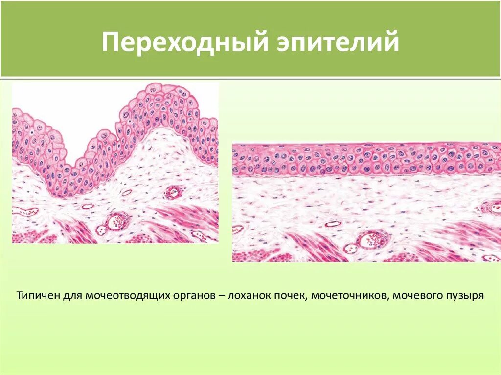 Слои переходного эпителия