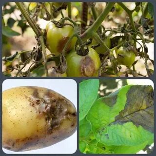 Какие растения поражаются фитофторой