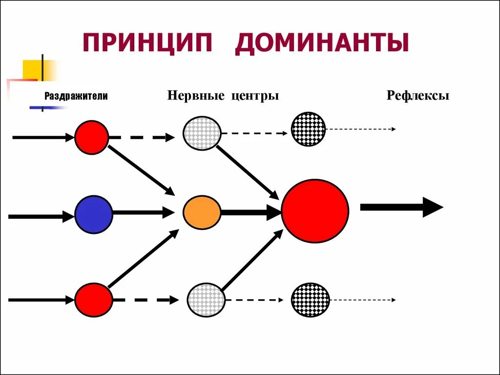 Принцип Доминанты Ухтомского. Доминанта Ухтомский схема. Доминанта Ухтомского физиология. Принцип Доминанты физиология.