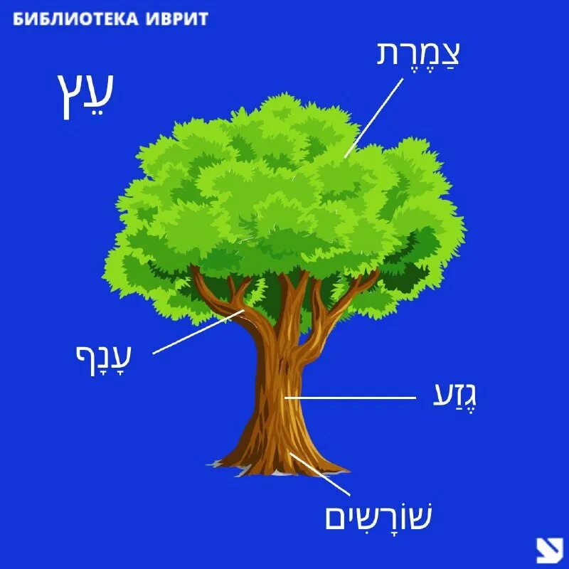 Лиственные деревья названия с картинками. Липа войлочная tilia tomentosa. Бук обыкновенный крона. Картас южный дерево. Бук северной америки.