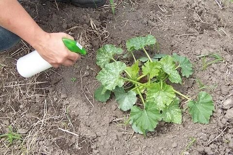 Чем подкормить кабачки во время цветения