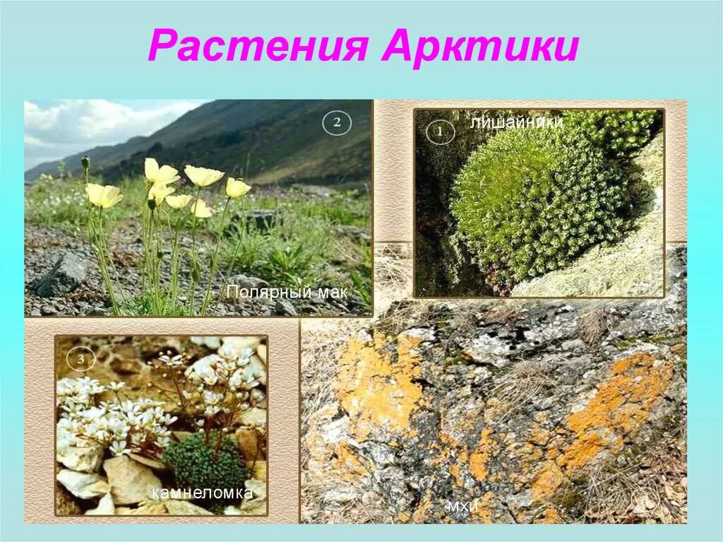 Зона арктических пустынь отличается разнообразием растительности
