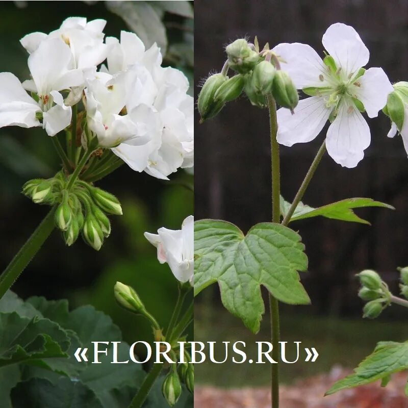 Cherie пеларгония Королевская. White Butterfly пеларгония. Королевская герань белая. Королевская пеларгония белая сорта. Группа герань