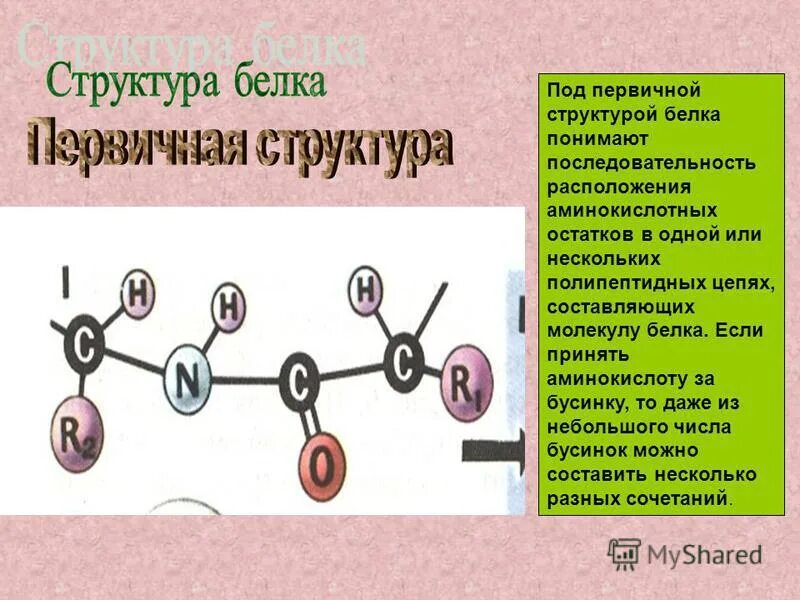 Последовательность аминокислот в полипептидной цепи. Расположите последовательность структуры белка. Уровни организации белковых молекул. Первичная структура цепочка аминокислот. Первичная структура белка последовательность чередования.