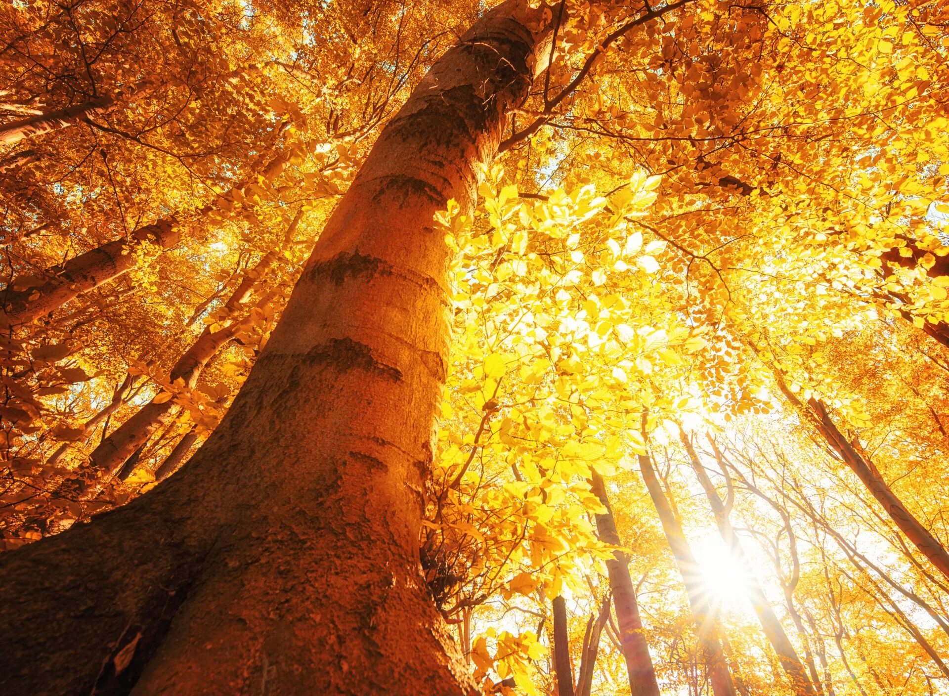 Включи света осень. Осеннее солнце. Солнечная осень. Солнечная осень деревья. Осенний лес солнце.