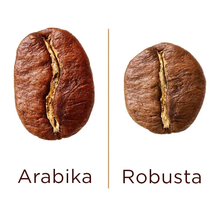 сорта кофе арабика и робуста. отличие кофе арабика от робусты. кофе в зернах арабика и робуста. кофе зерновой арабика и робуста. арабика робуста соотношение.