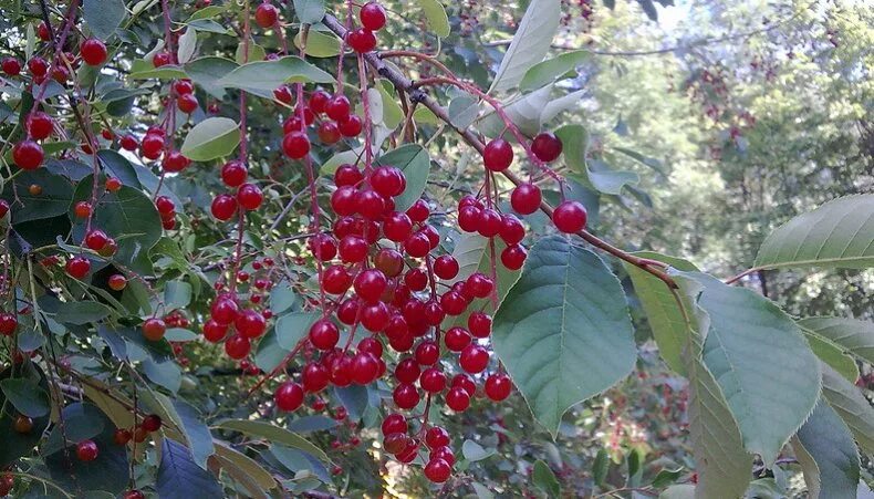 Дюк краса. Черевишня Дюк. Черевишня Дюк Краса севера. Черевишня Дюк кормилица. Дюк гибрид вишни и черешни.