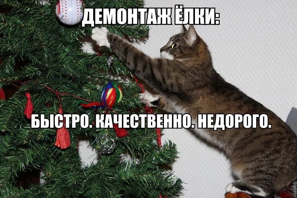 Смешные мемы про елку Пин от пользователя Nilat на доске Рождество Карикатура, Веселые картинки, Комик